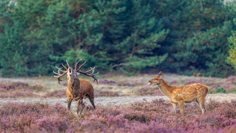 Nationaal Park de Hoge Veluwe
